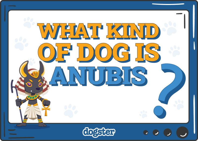 Dogster_What Kind of Dog is Anubis
