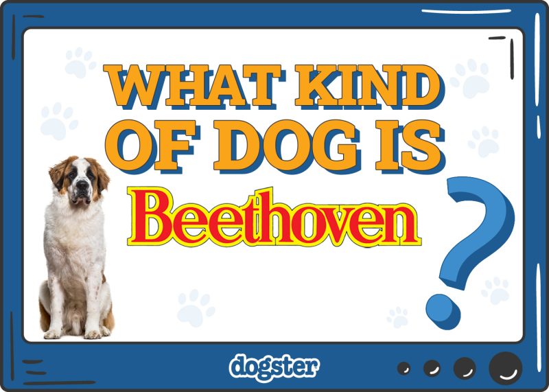 Dogster_What Kind of Dog is Beethoven