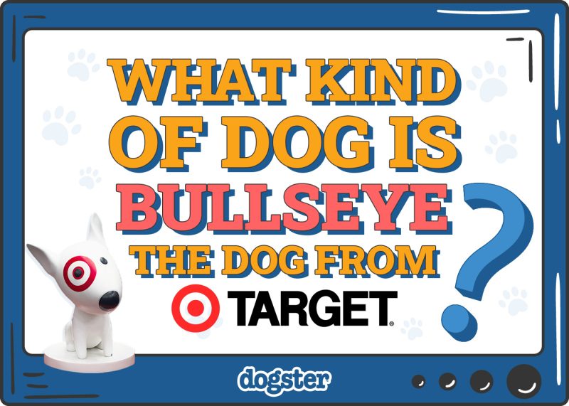 Dogster_What Kind of Dog is Bullseye the Dog from Target