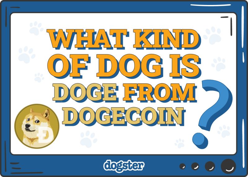 Dogster_What Kind of Dog is Doge