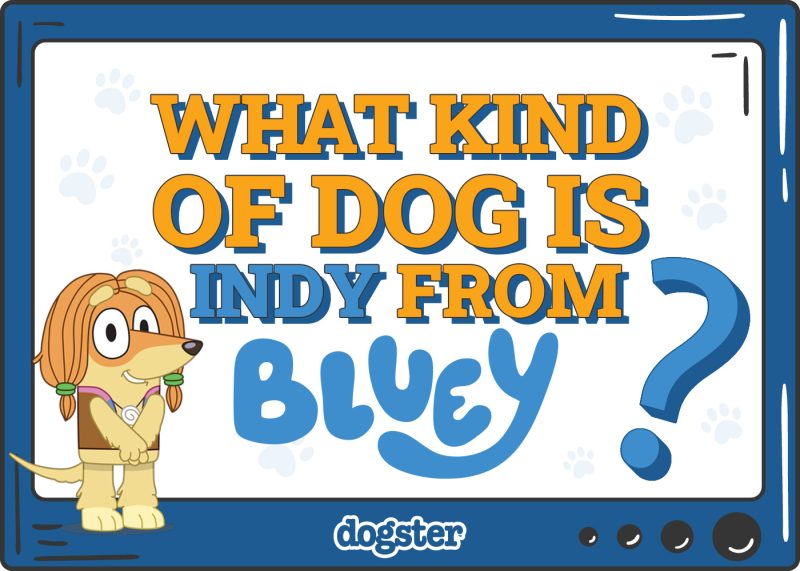 Dogster_What Kind of Dog is Indy from Bluey