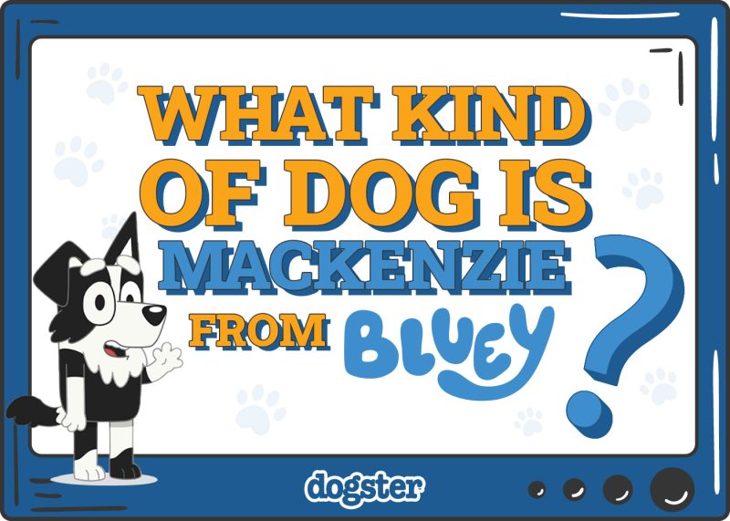 Dogster_What Kind of Dog is Mackenzie from Bluey