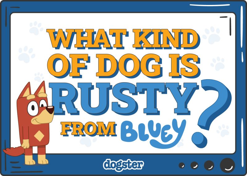 Dogster_What Kind of Dog is Rusty from Bluey