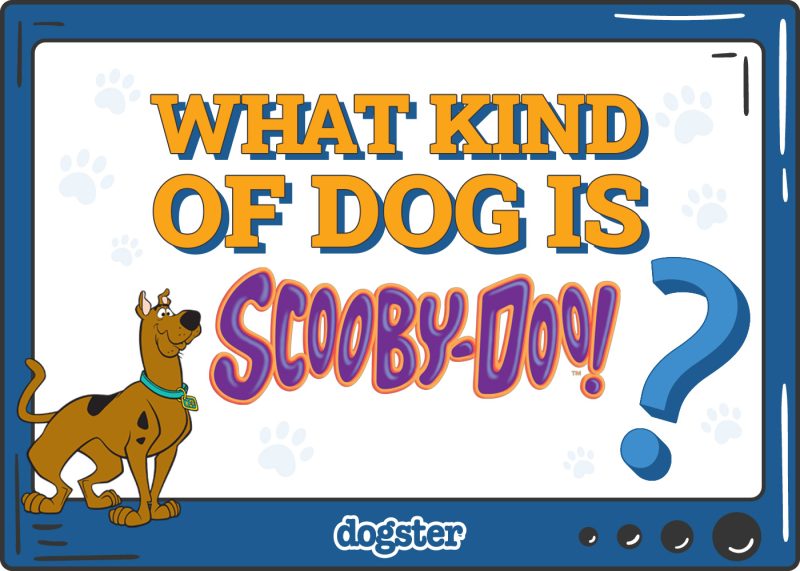 Dogster_What Kind of Dog is Scooby Doo