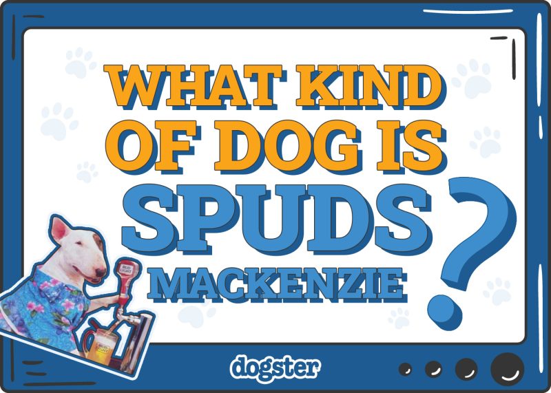 Dogster_What Kind of Dog is Spuds MacKenzie