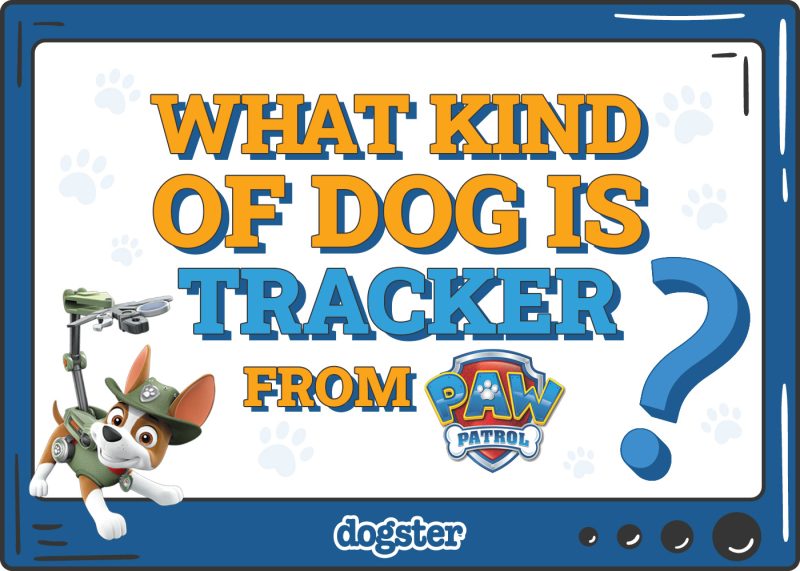 Dogster_What Kind of Dog is Tracker from Paw Patrol
