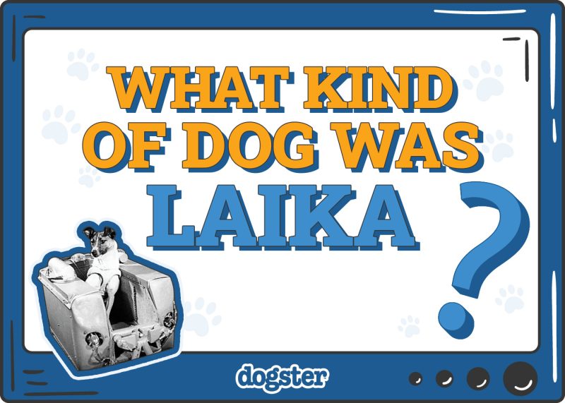 Dogster_What Kind of Dog was Laika