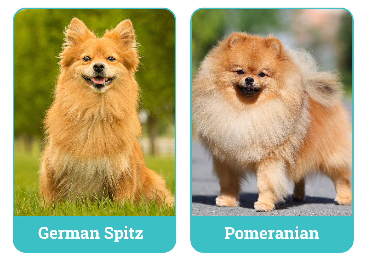 German Spitz vs Pomeranian