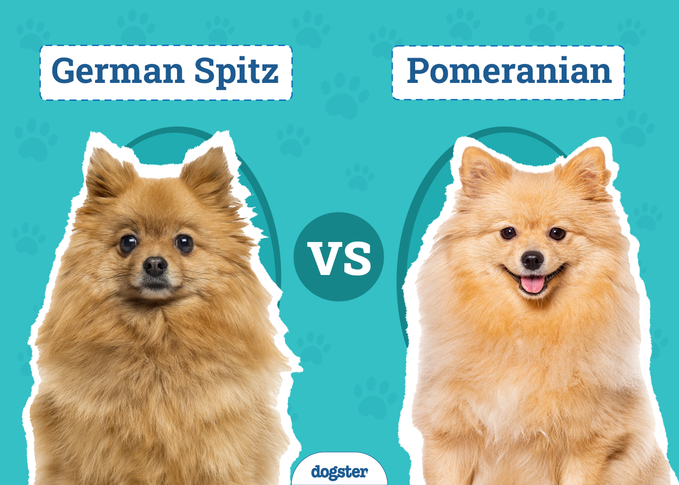 German Spitz vs Pomeranian