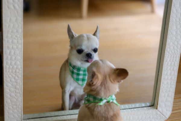 Chihuahua Dog Looking Mirror