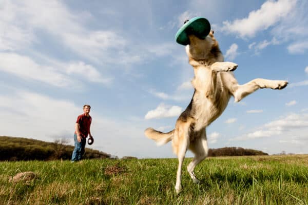 Dog playing frisbee