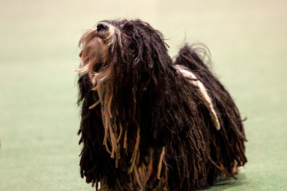 Havanese dog with corded coat