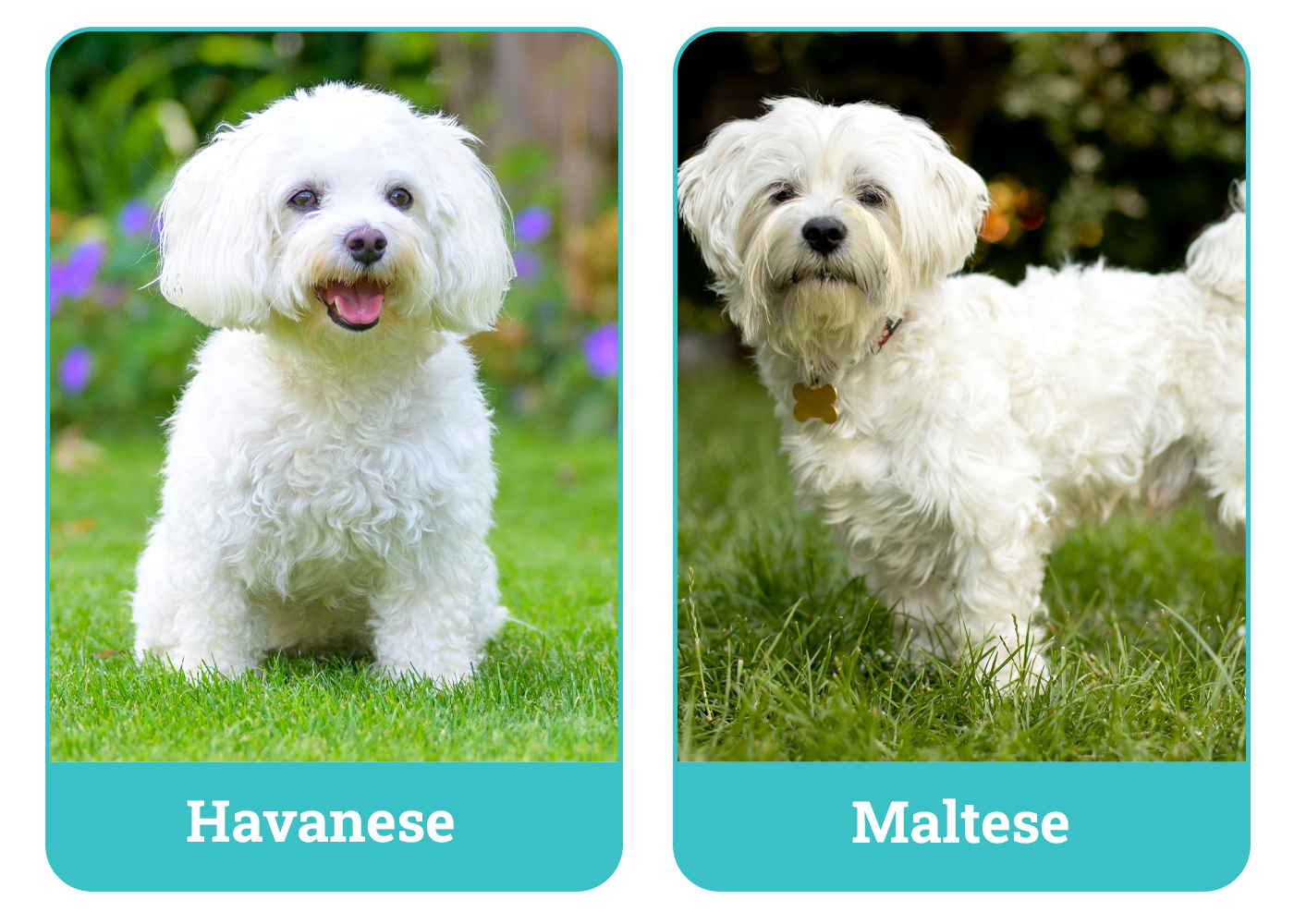 Havanese vs. Maltese