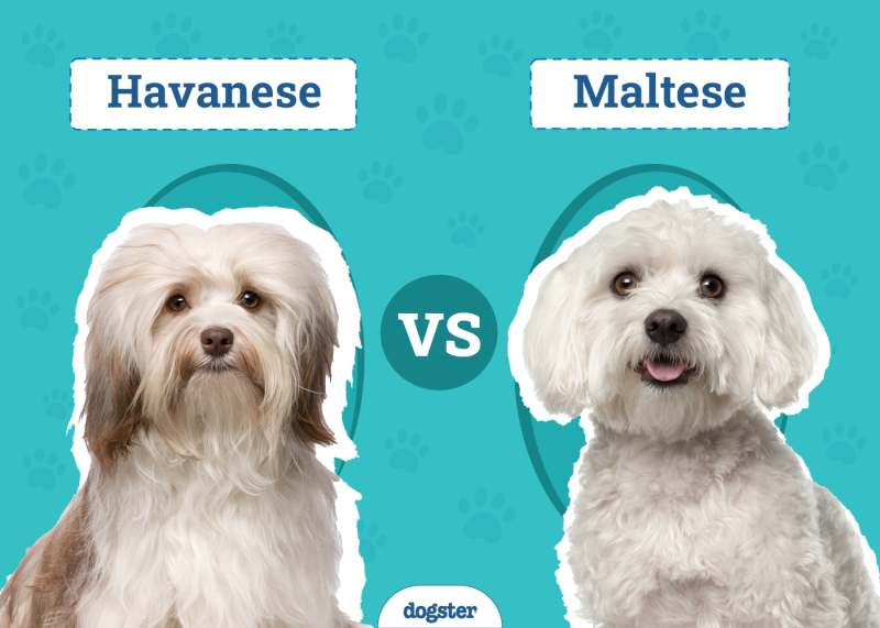 Havanese vs. Maltese