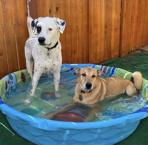 dogs in kiddie pool