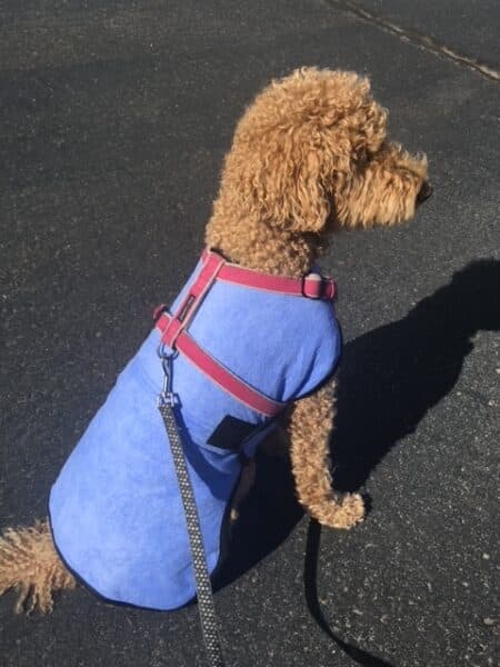 dog in cooling vest
