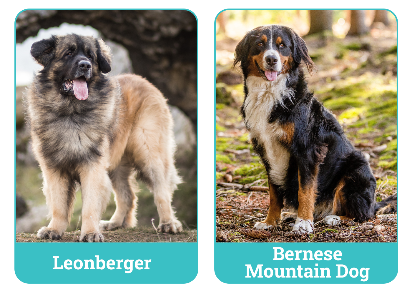 Leonberger vs Bernese Mountain Dog