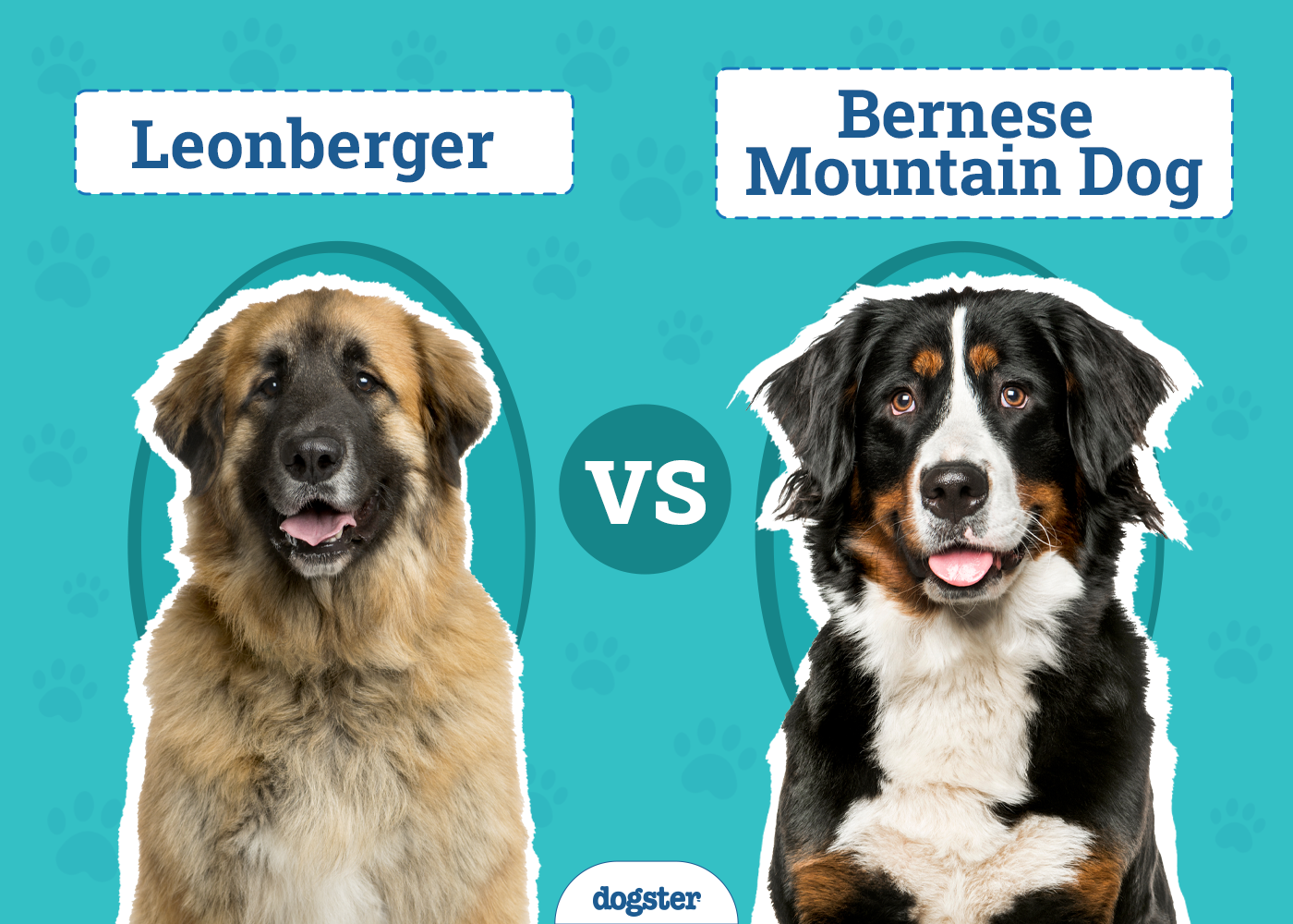 Leonberger vs Bernese Mountain Dog