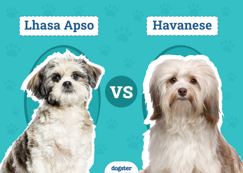Lhasa Apso vs Havanese