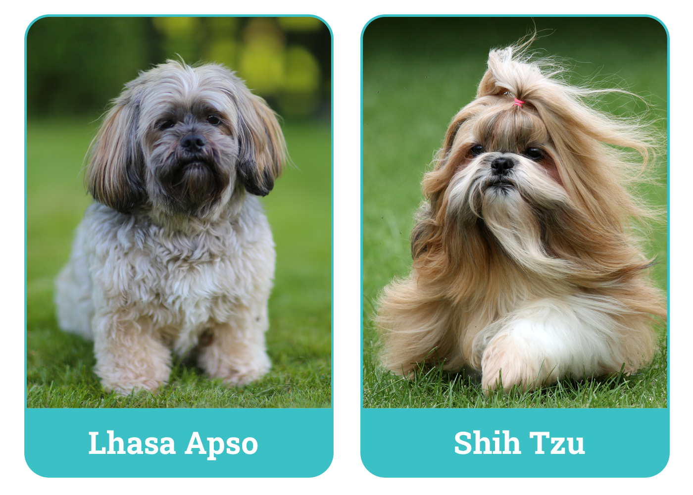 Difference Between Shih Tzu And Lhasa Apso Lhasa Apso Ou Shih Tzu Aprenda A Diferenciar As Duas Raças De Cães