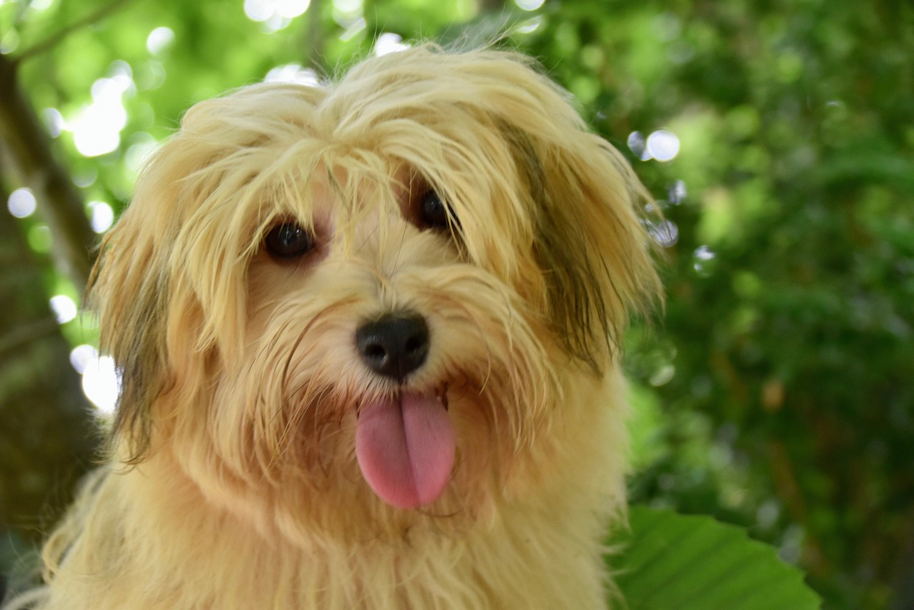 Male Havanese