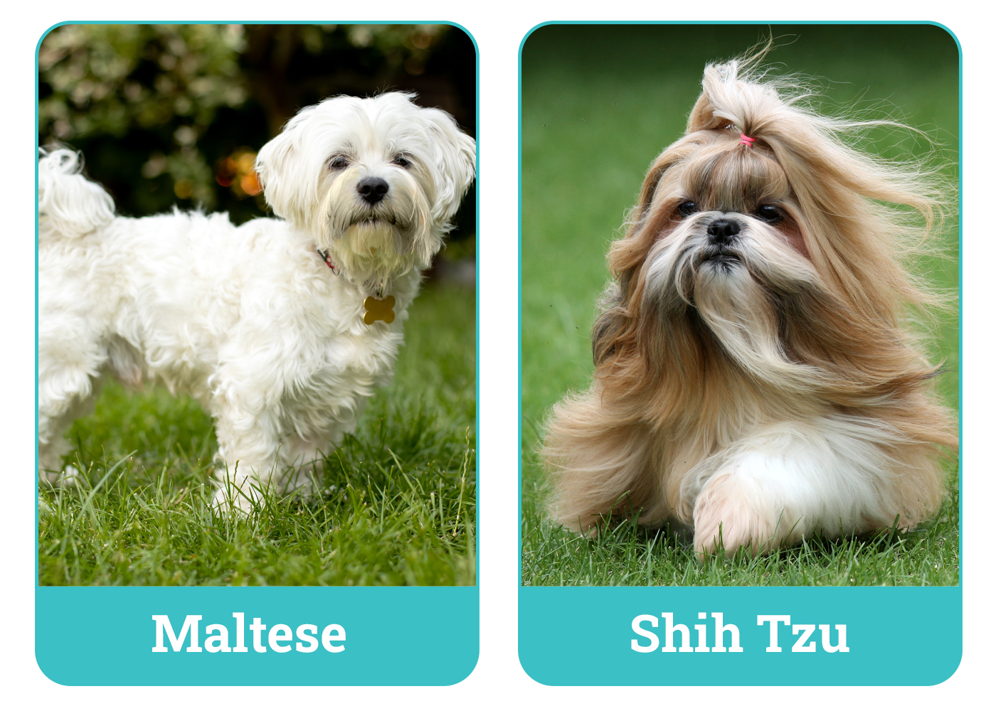 Maltese vs. Shih Tzu