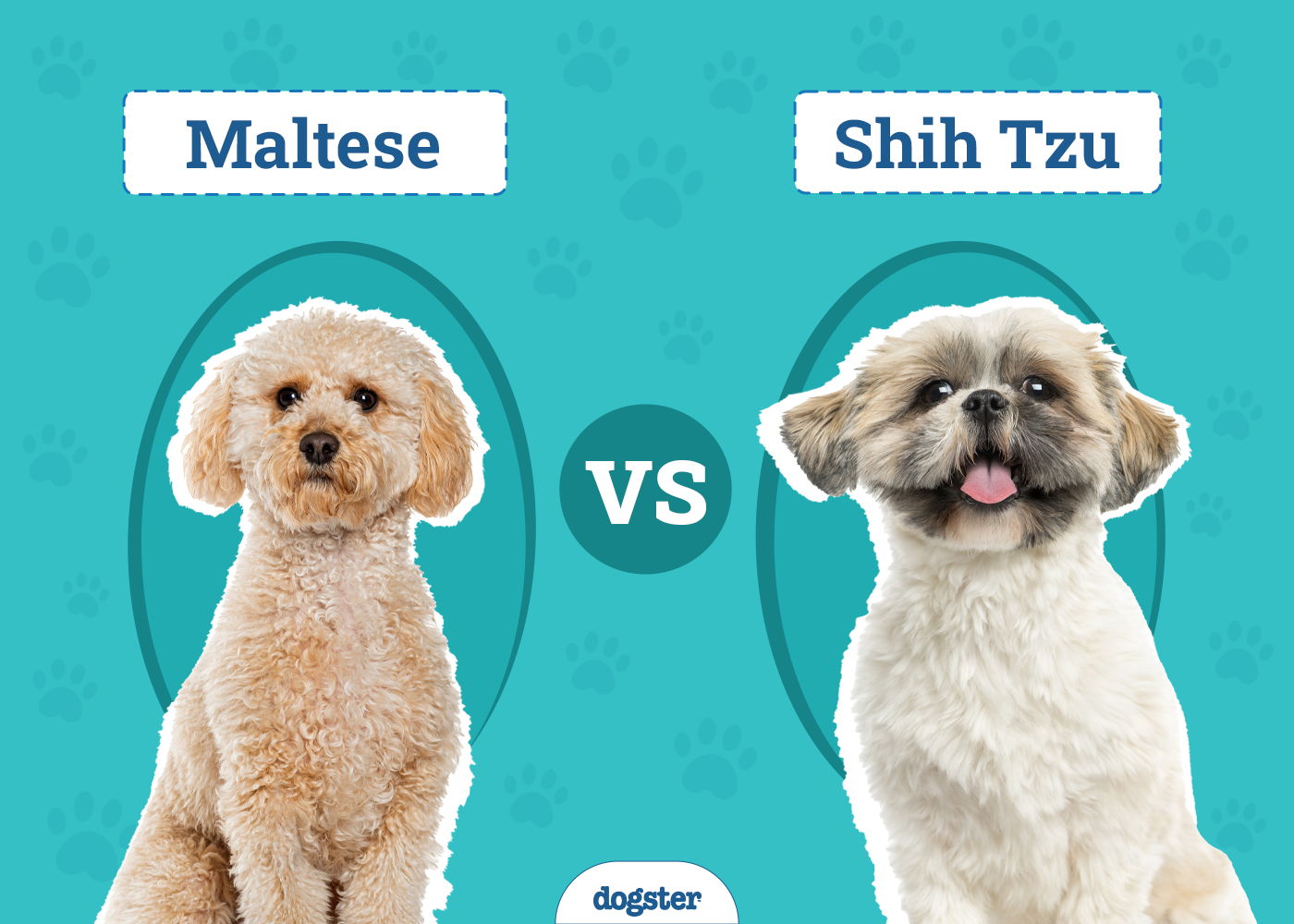 Maltese vs. Shih Tzu