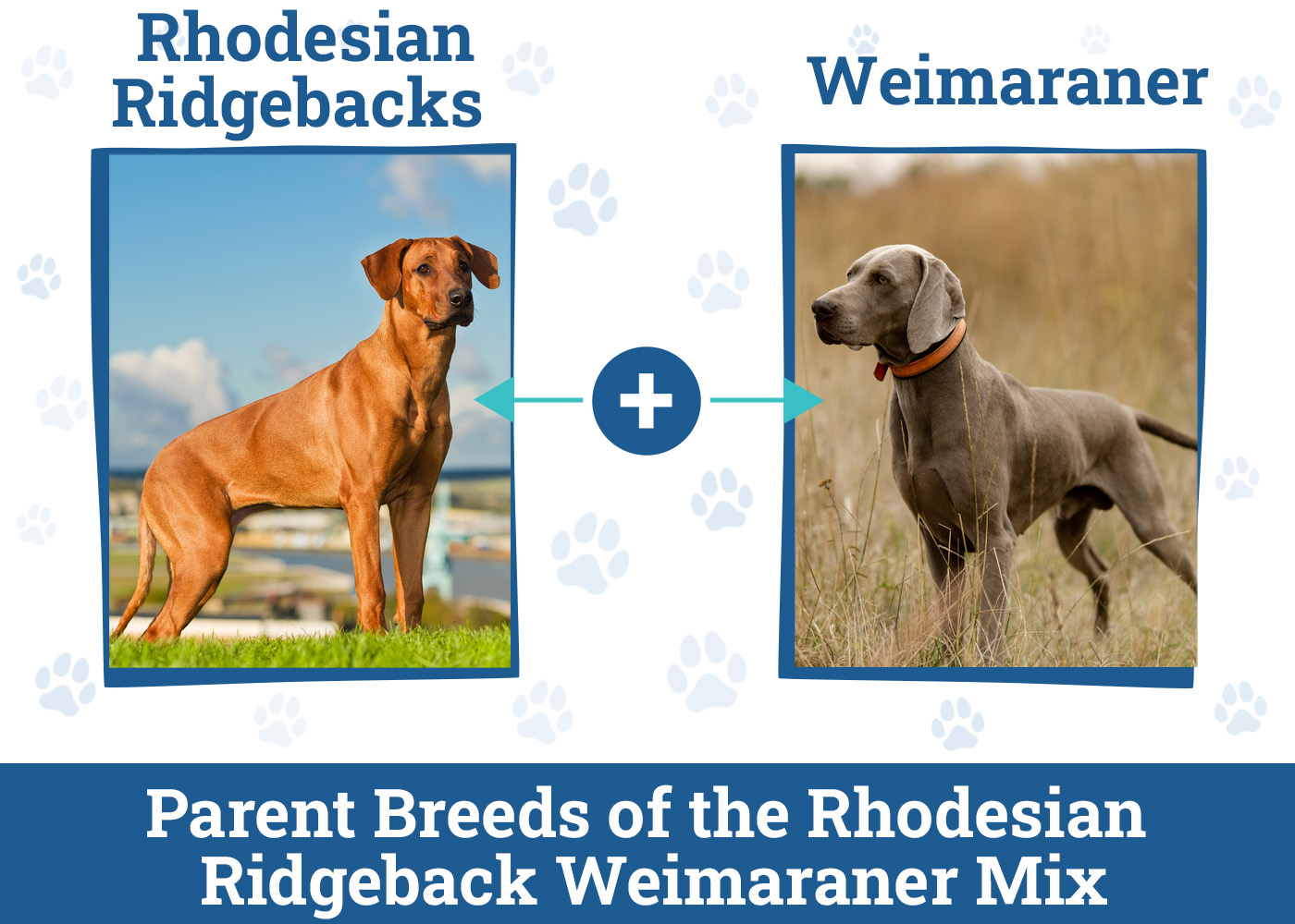 Parent Breeds of the Rhodesian Ridgeback Weimaraner Mix