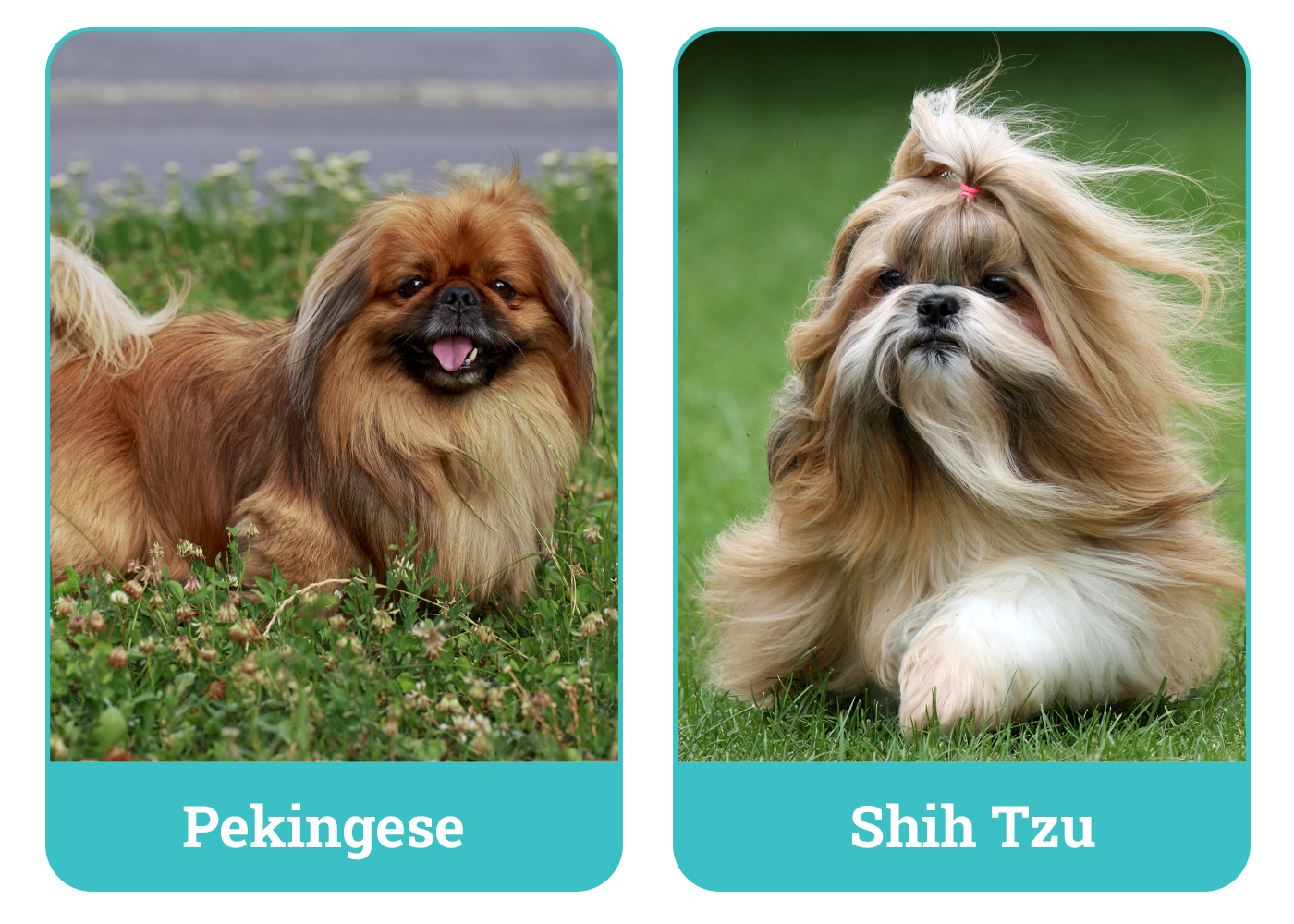 Pekingese vs Shih Tzu