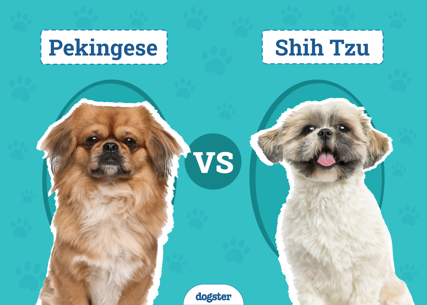 Pekingese vs Shih Tzu