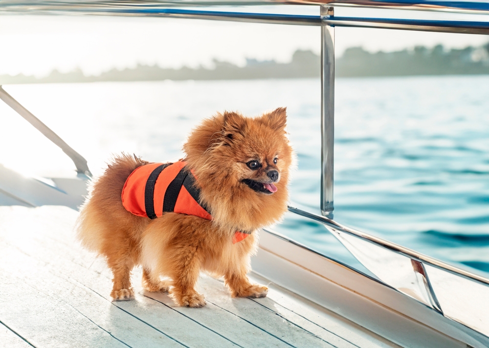 Pomeranian Life Jacket