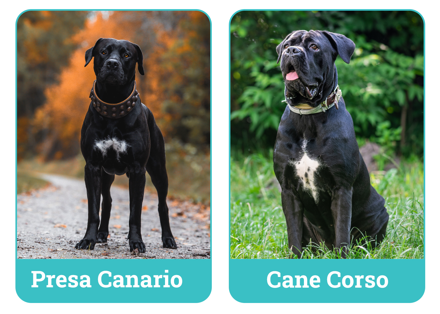 Presa Canario Vs Cane Corso Who Would Win Presa Canario vs. Cane Corso: The Main Differences (With Pictures