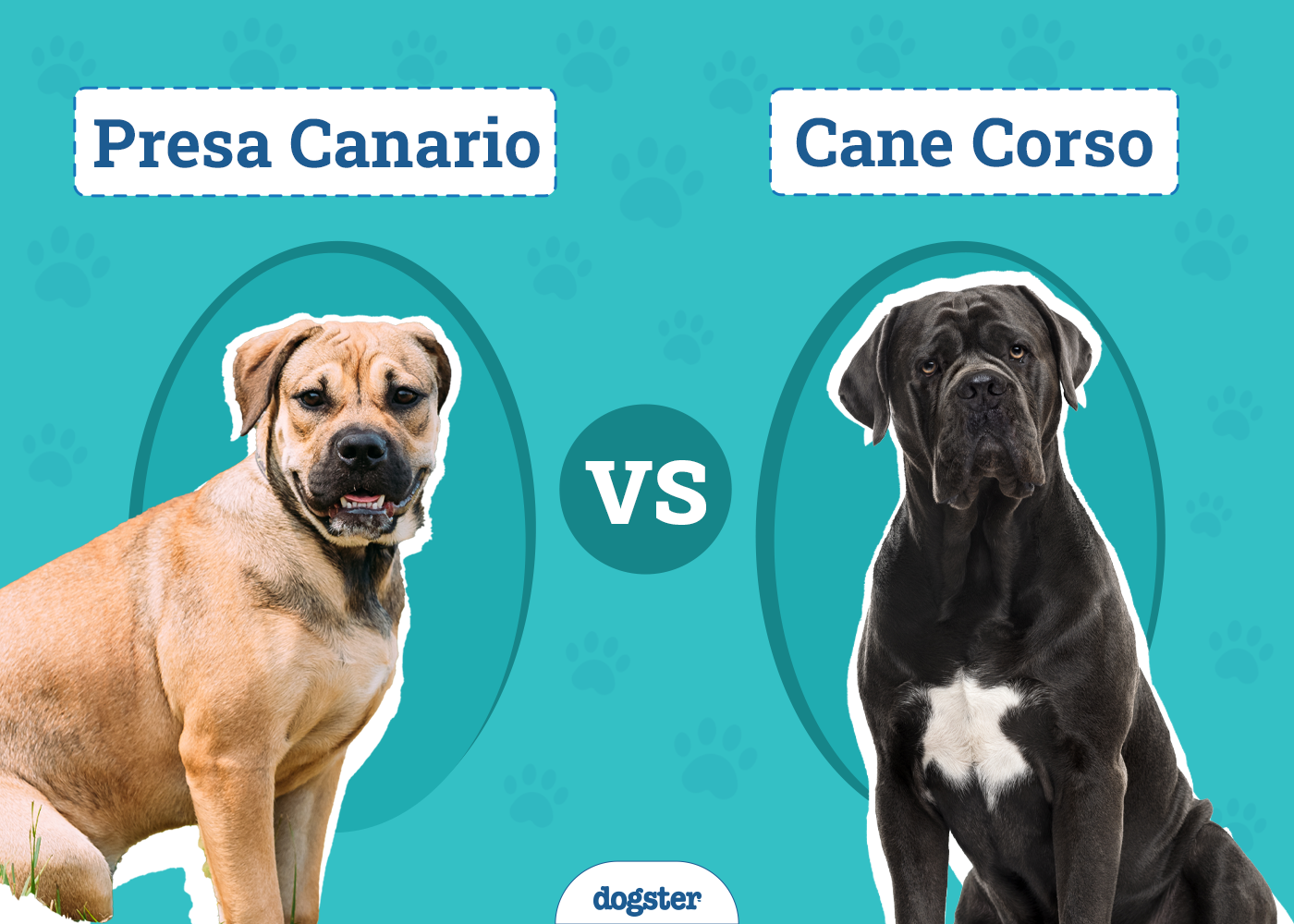 Presa Canario Vs Cane Corso Who Would Win Presa Canario vs. Cane Corso: The Main Differences (With Pictures