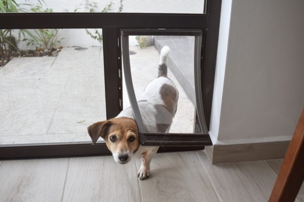 Puppy going through the pet door