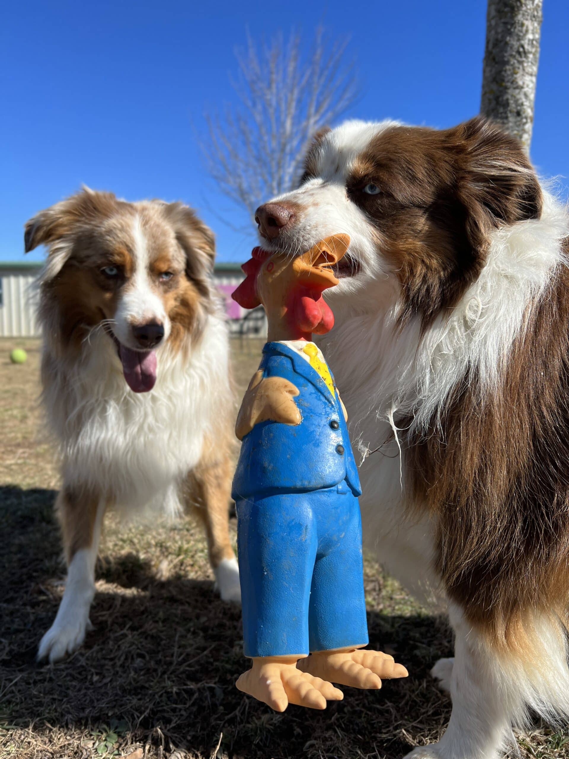 Signs of Resource Guarding in Dogs and How to Stop It Dogster