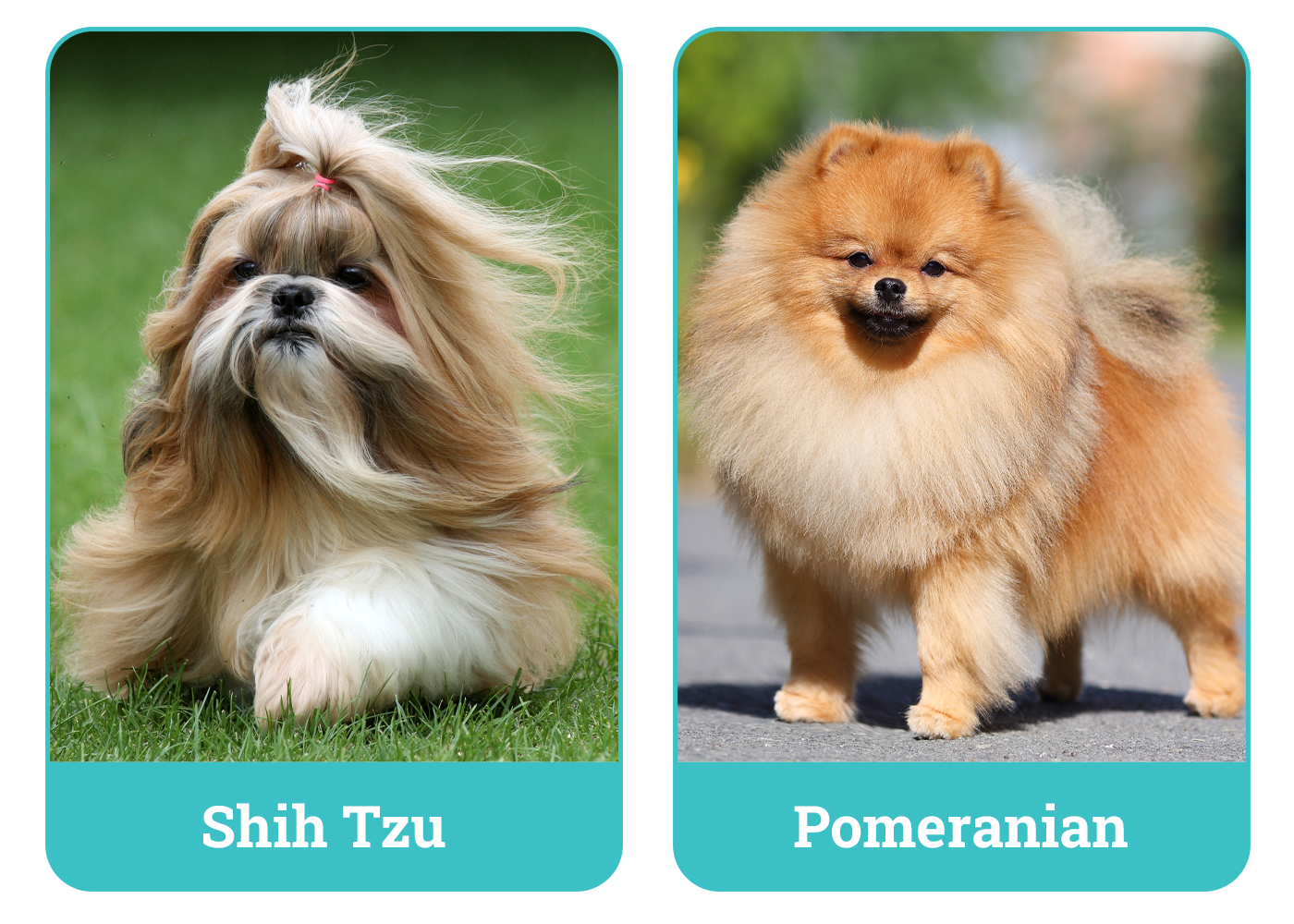 Shih Tzu Vs Pomeranian