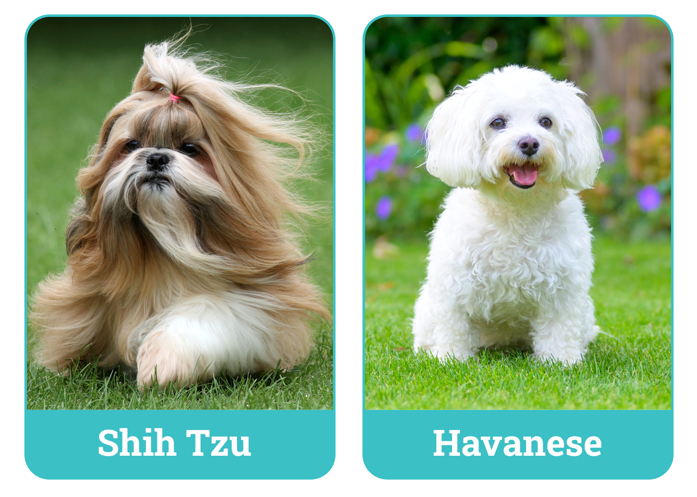 Shih Tzu vs Havanese
