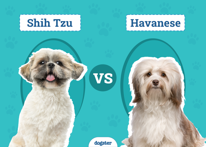 Shih Tzu vs Havanese