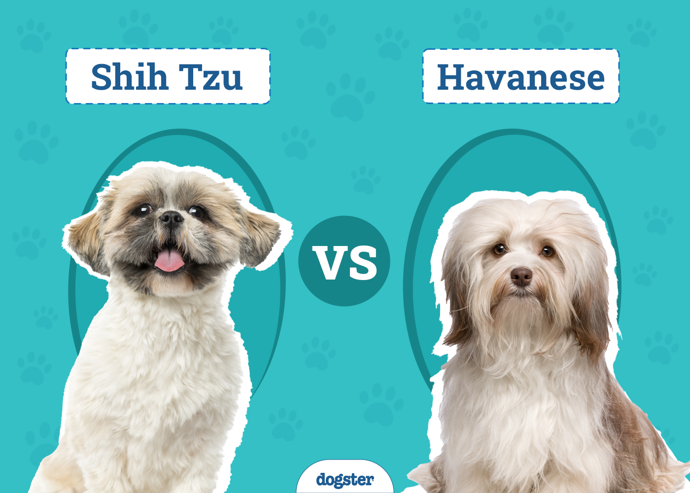 Shih Tzu vs Havanese