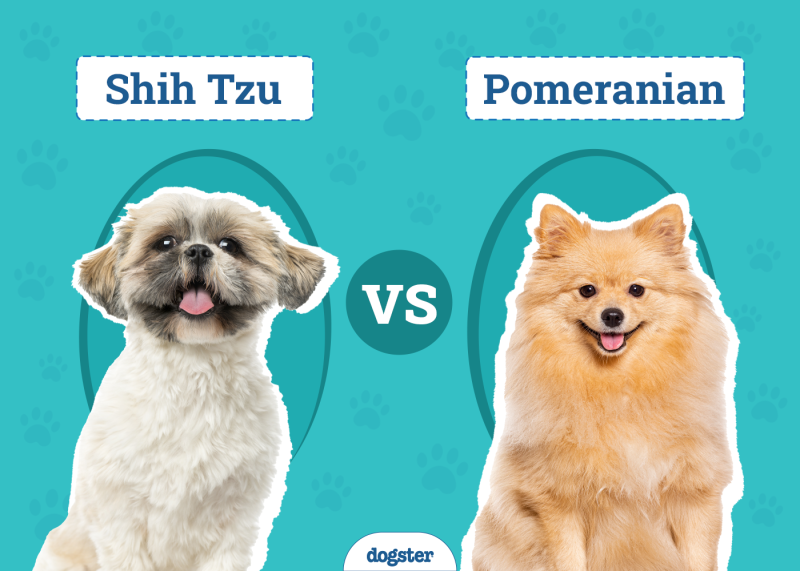 Shih Tzu vs Pomeranian