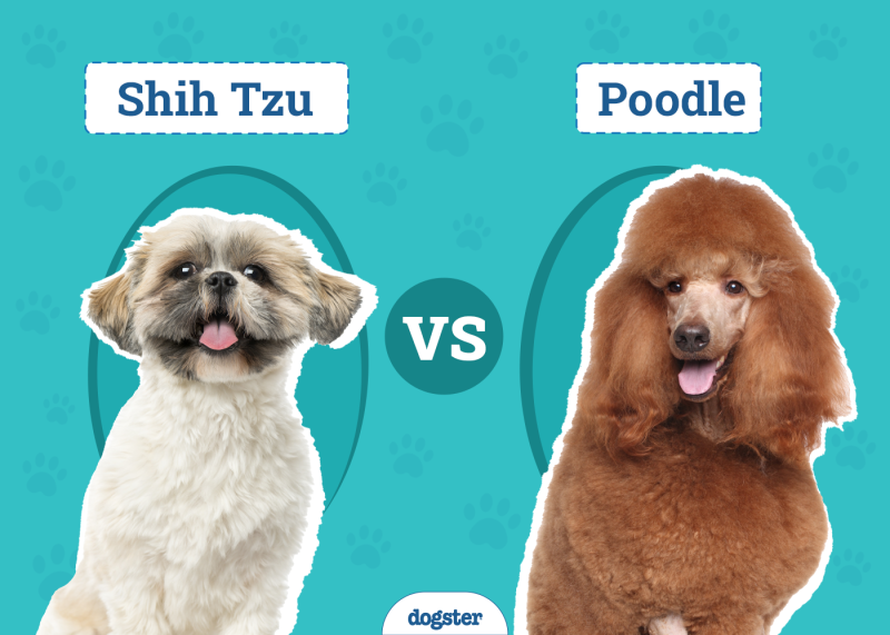 Shih Tzu vs Poodle