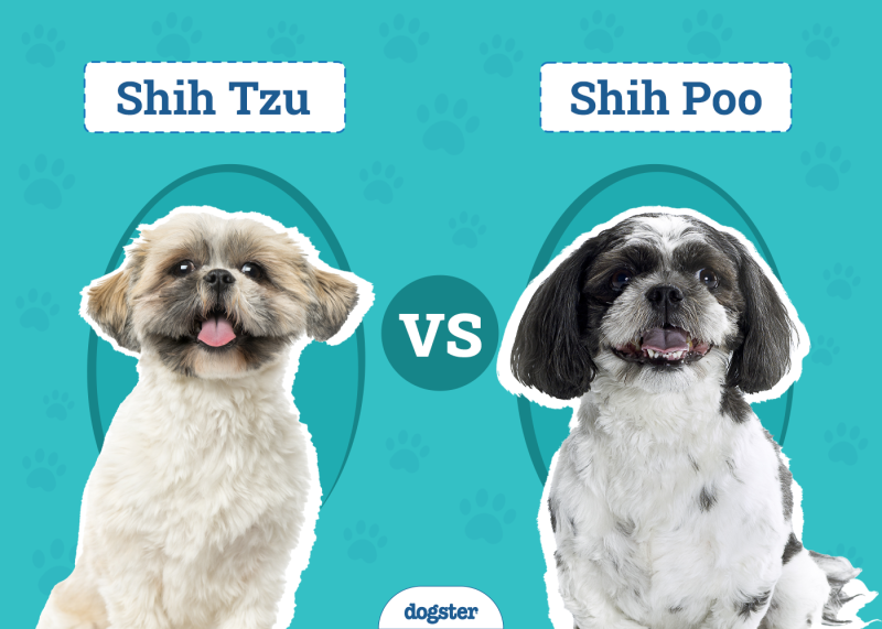 Shih Tzu vs Shih Poo
