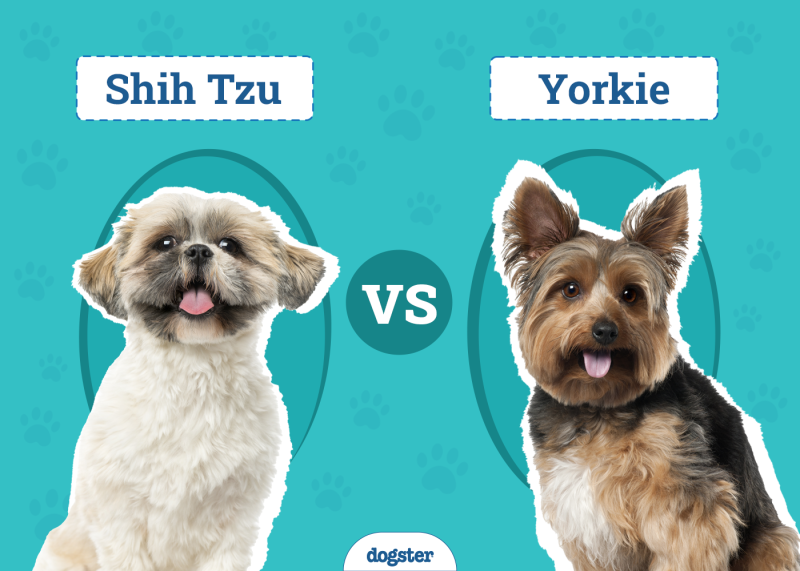 Shih Tzu vs Yorkie