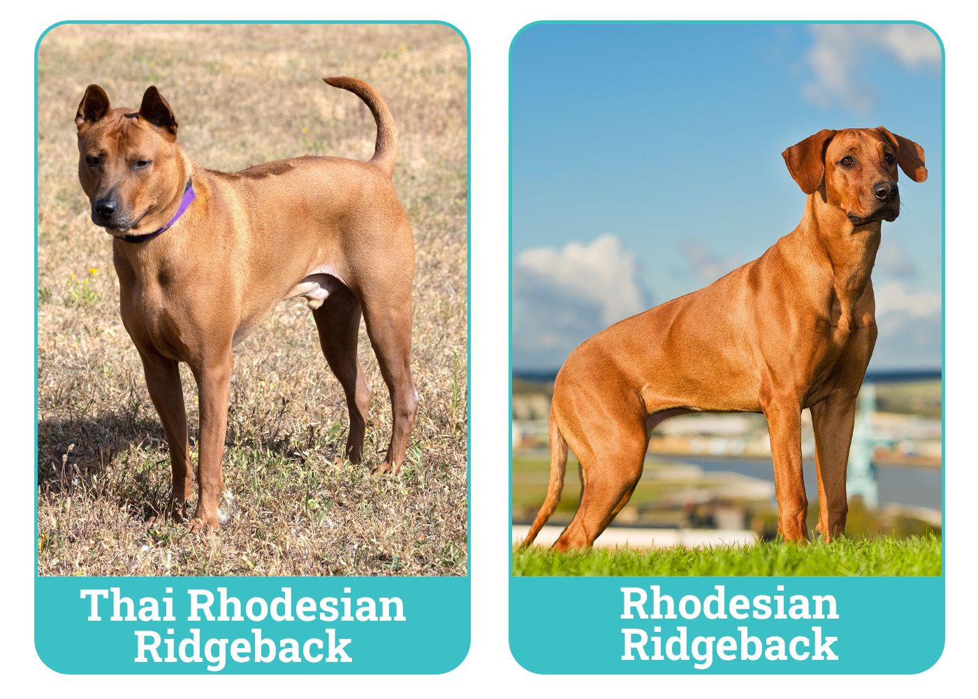 Thai vs Rhodesian Ridgeback