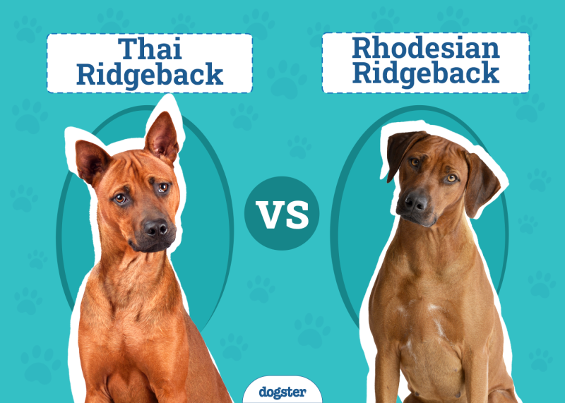 Thai vs Rhodesian Ridgeback