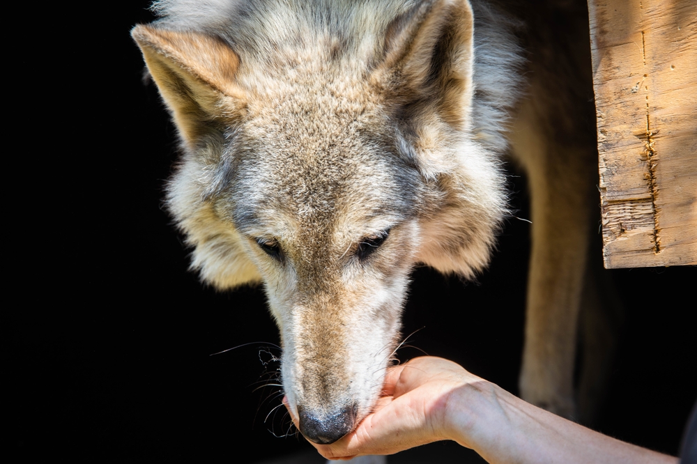 Wolf dog given treats by owner