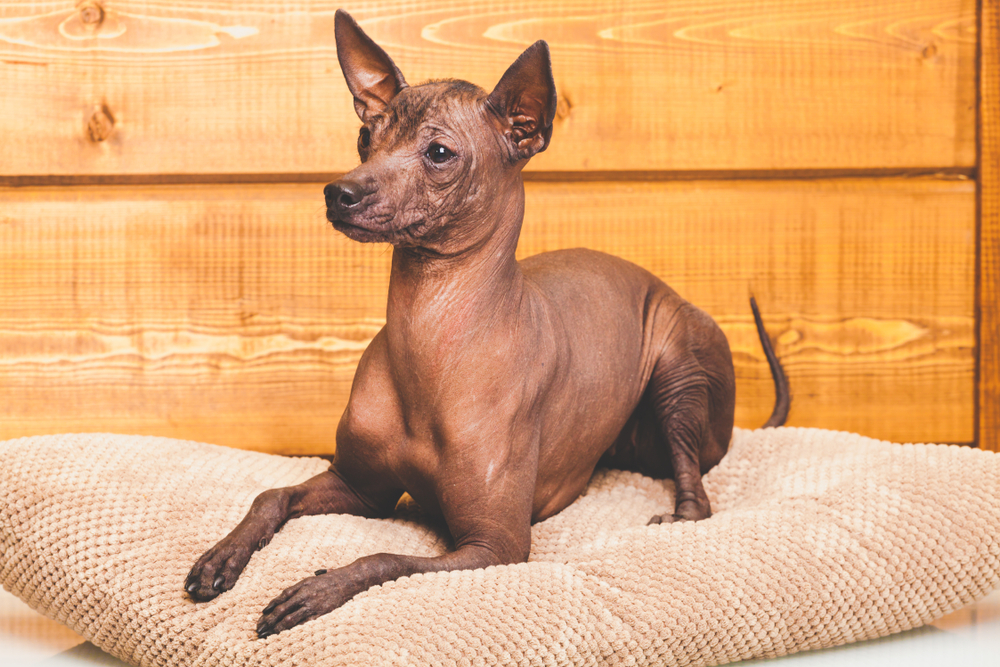 Xoloitzquintle dog
