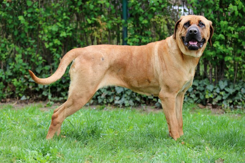 bandog dog standing in the yard