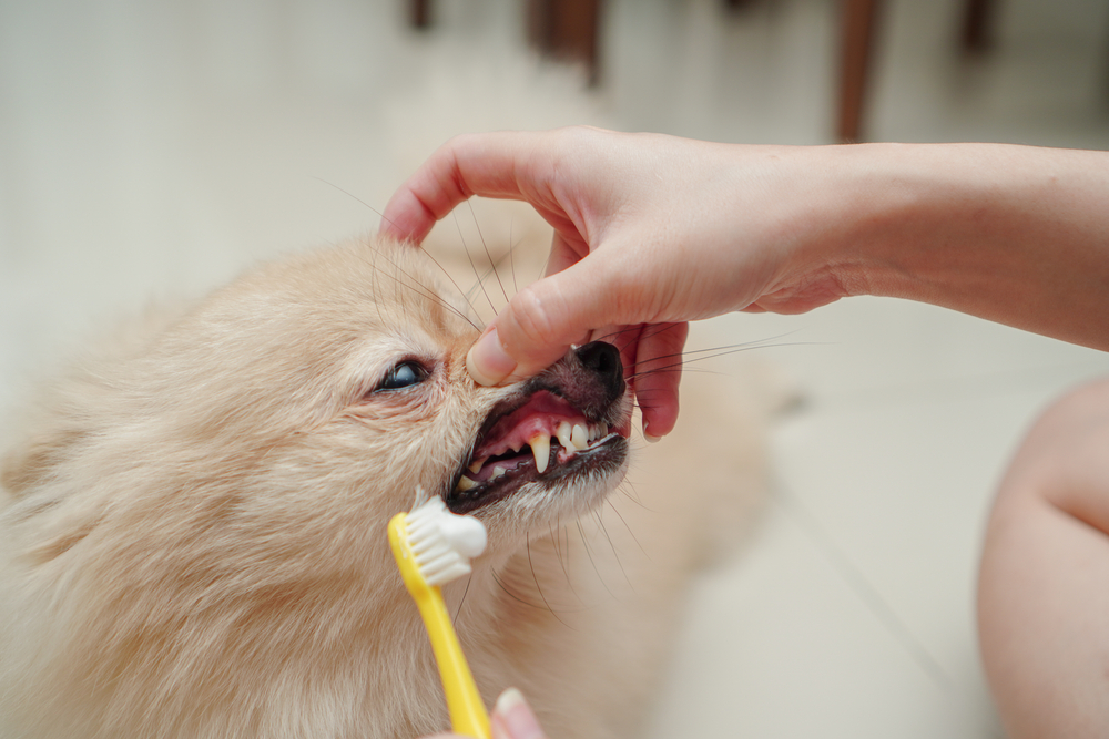 brushing teeth of a pomeranian