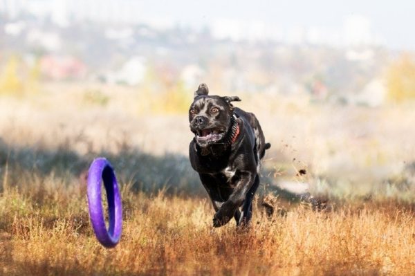 cane corso playing